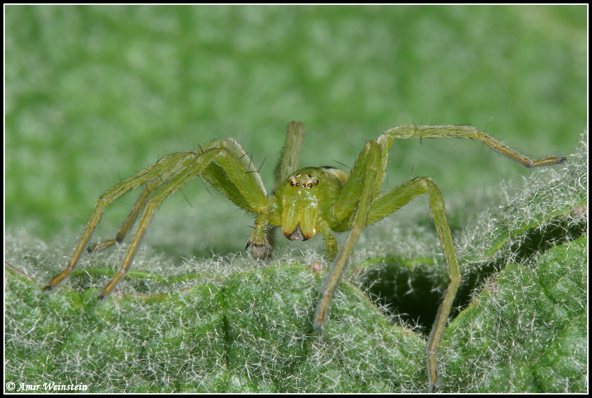 Micrommata sp. Need help